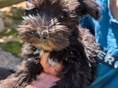 AKC Miniature Schnauzer Puppy