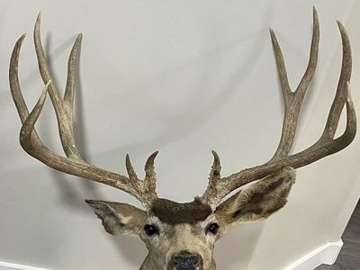 196 4/8” Utah Mule Deer Shoulder Mount!