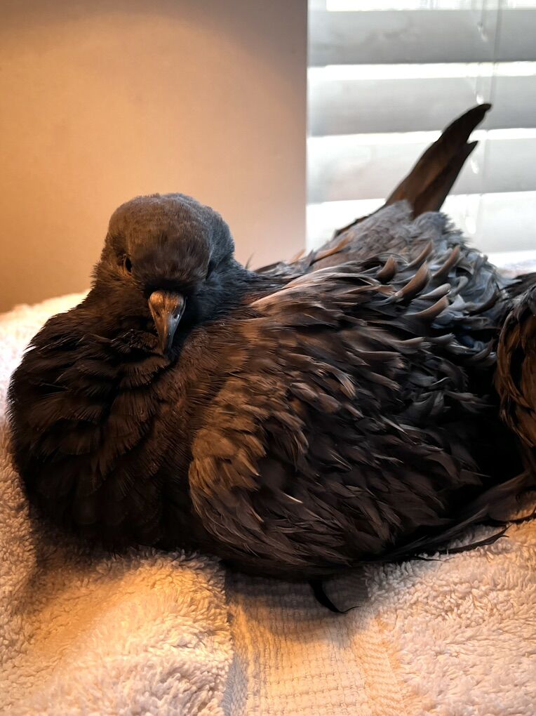 Handfed Baby Frillback Cross Pigeons