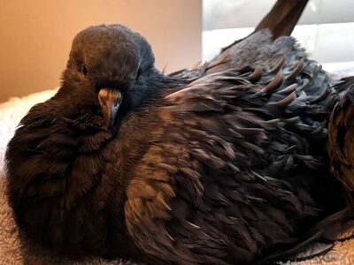 Handfed Baby Frillback Cross Pigeons