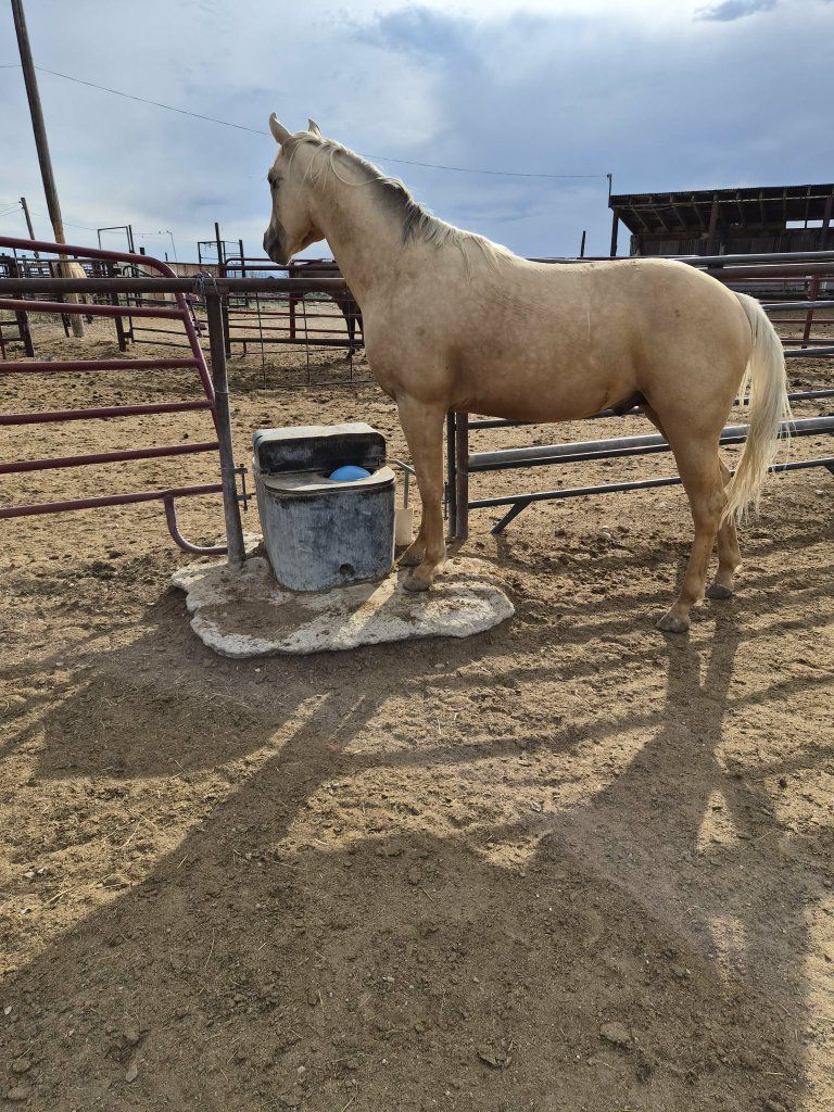 Palomino Horse - 2024 sud