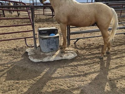 Palomino Horse - 2024 sud