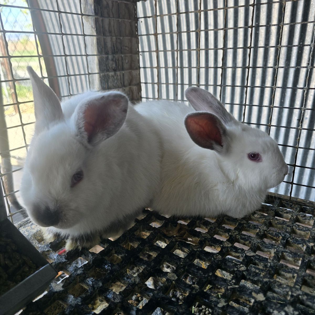 meat mix breed bunnies