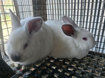 meat mix breed bunnies