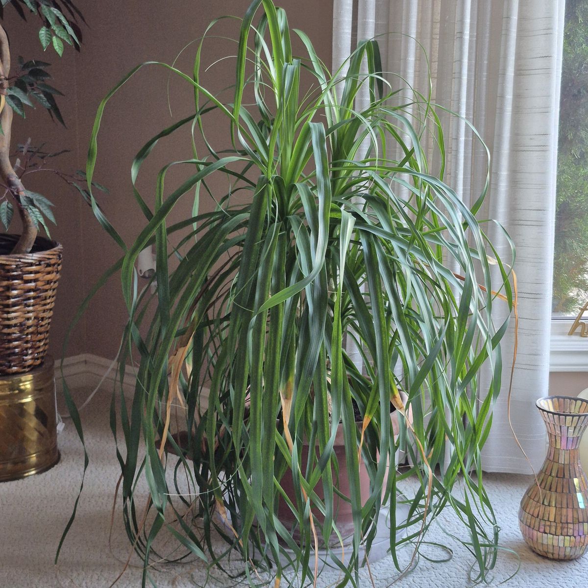 Leafy House Plant