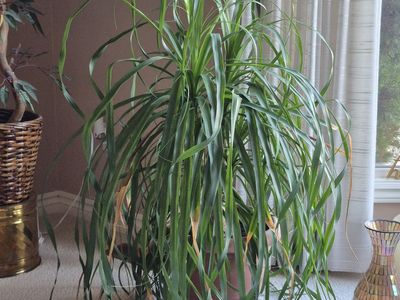 Leafy House Plant