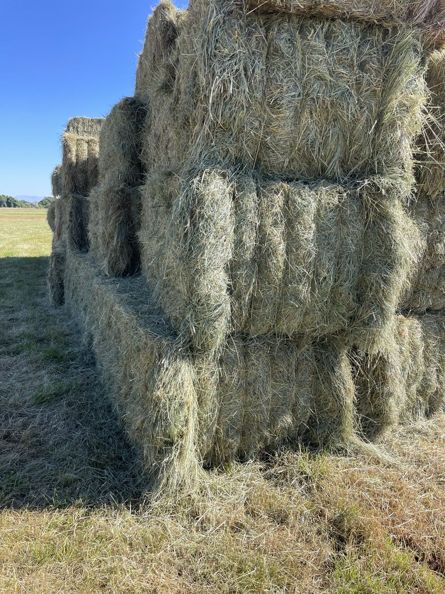 Pasture Grass