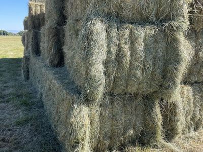 Pasture Grass