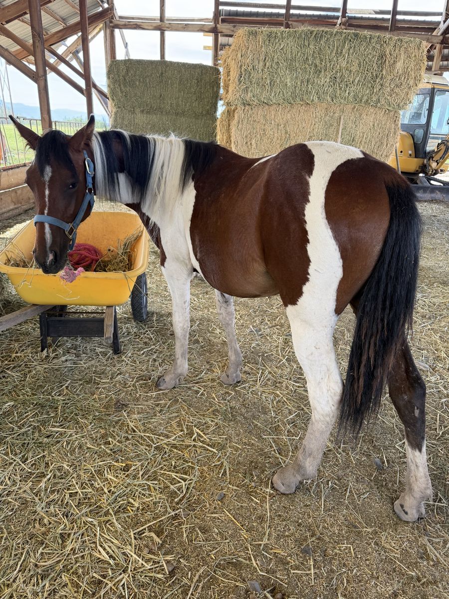 Beautiful Yearling grade Filly