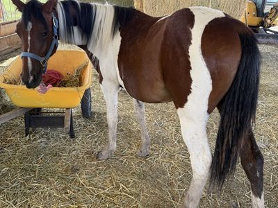 Beautiful Yearling grade Filly