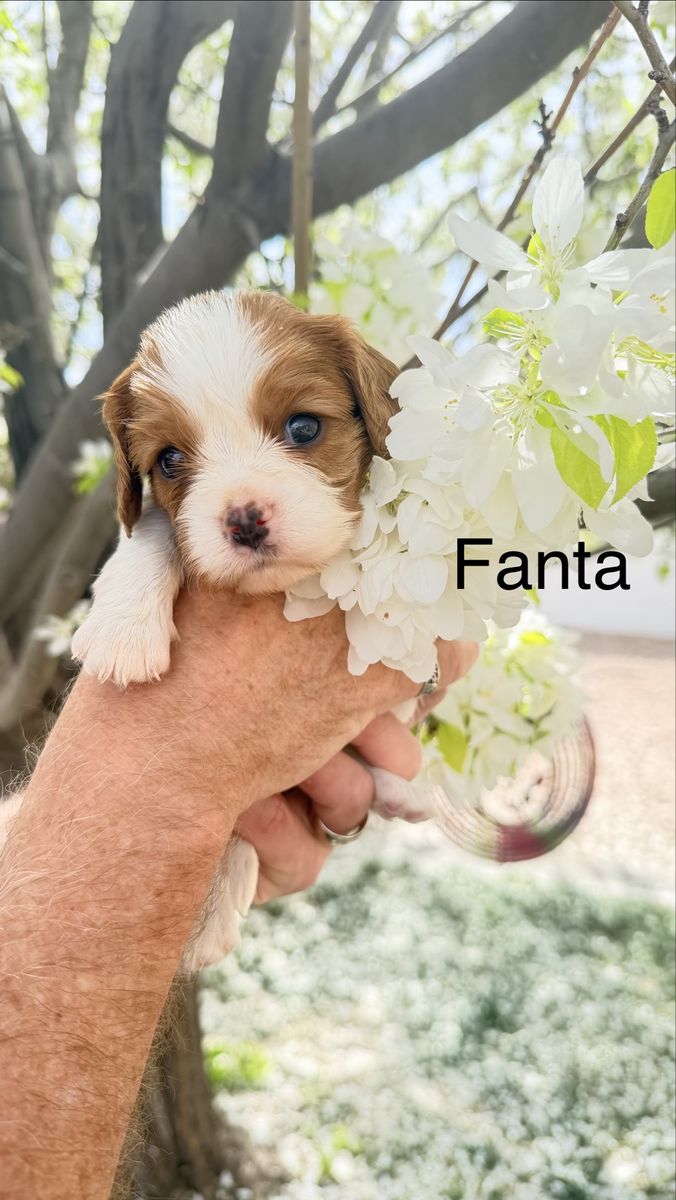 Cavalier King Charles Spaniel AKC Blenheims