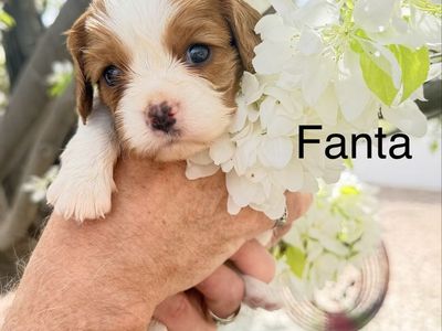 Cavalier King Charles Spaniel AKC Blenheims