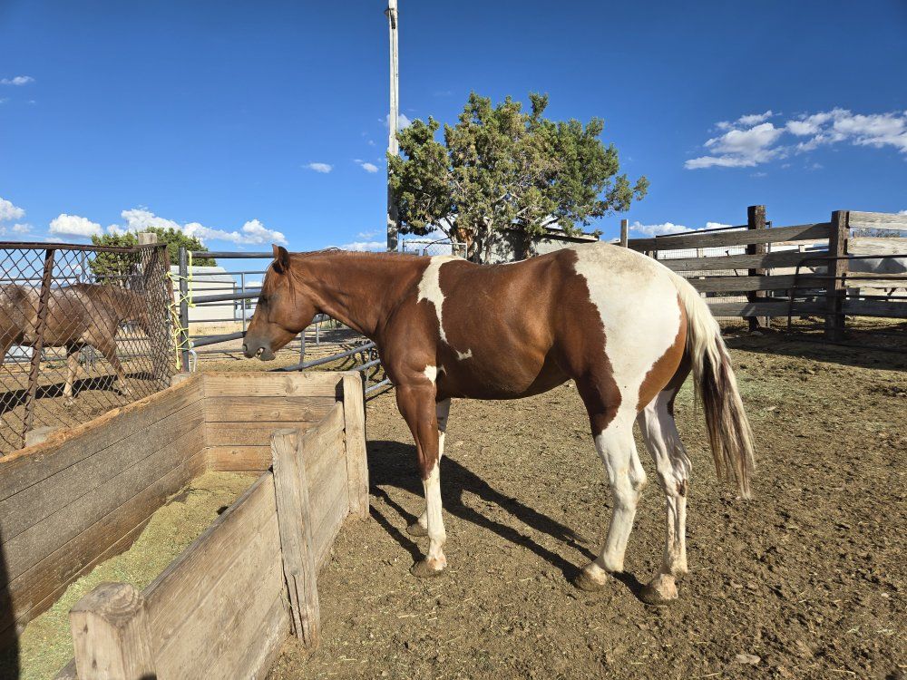 Red & White Filly Paint