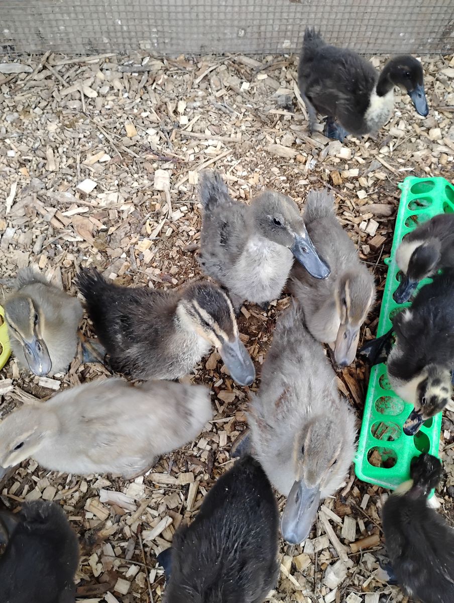 Feathered Ducklings (no brooder needed)