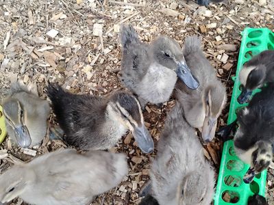 Feathered Ducklings (no brooder needed)