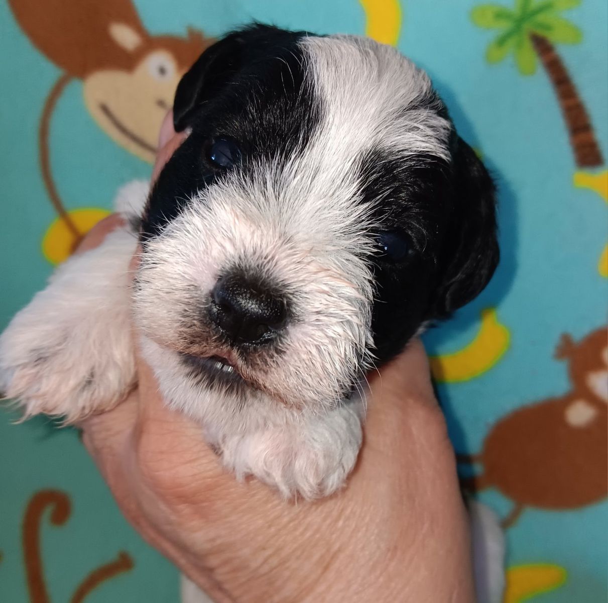 AKC Miniature Schnauzer Mr Bumper