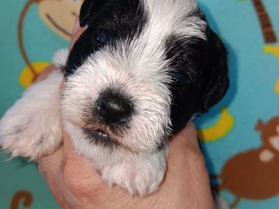 AKC Miniature Schnauzer Mr Bumper