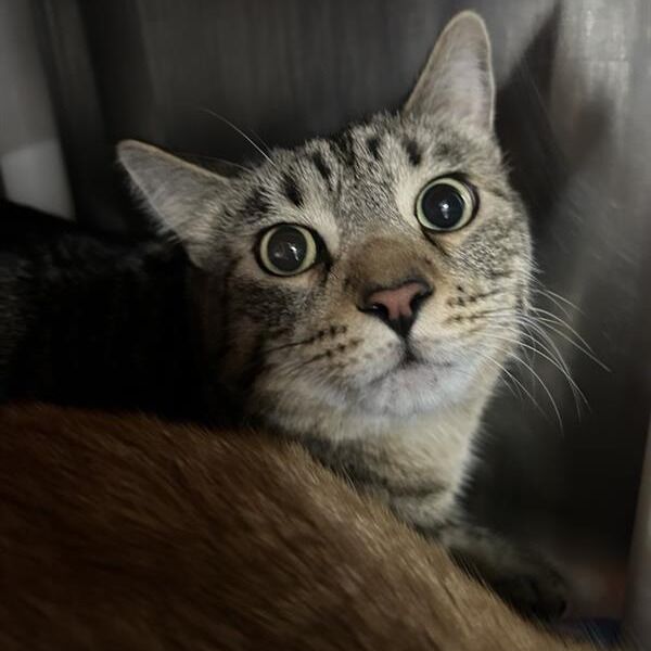 Hello my name is Indigo