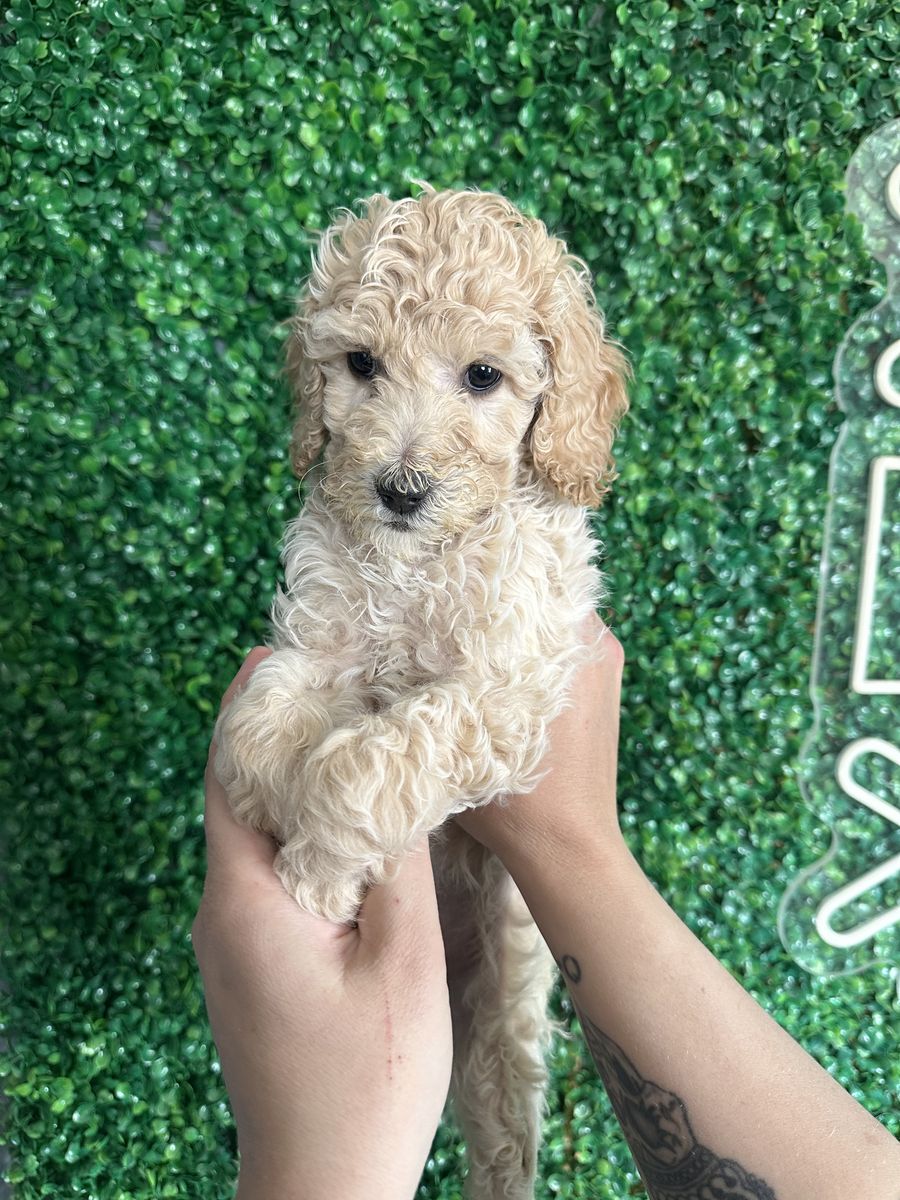 Standard Poodles 10 Weeks Old