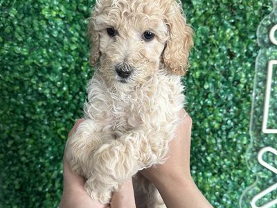 Standard Poodles 10 Weeks Old
