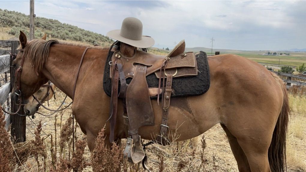 7 yr Old 1/4 Draft Mare