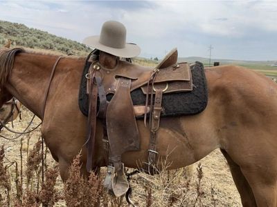 7 yr Old 1/4 Draft Mare