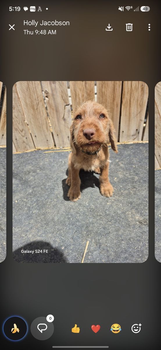 Wirehaired Vizsla