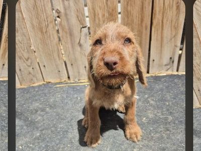 Wirehaired Vizsla