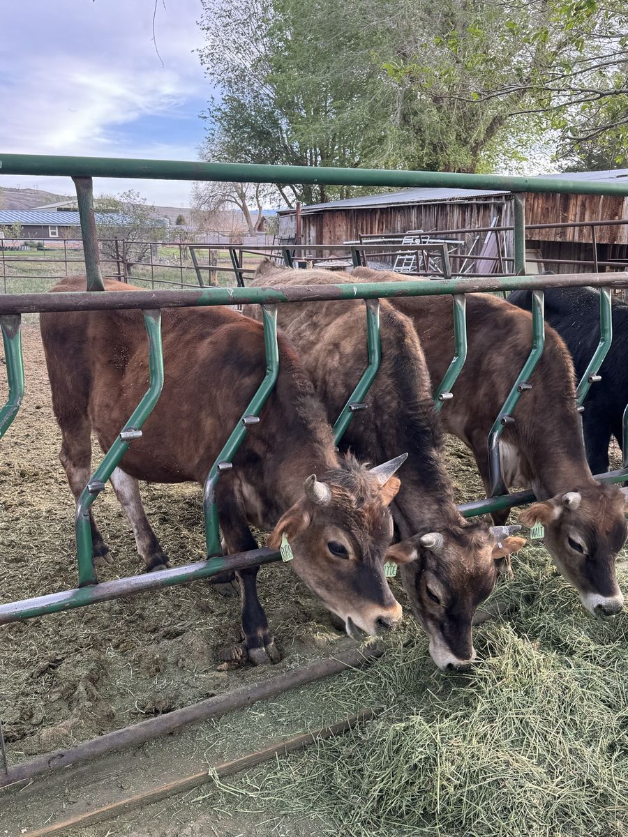 Jersey steers