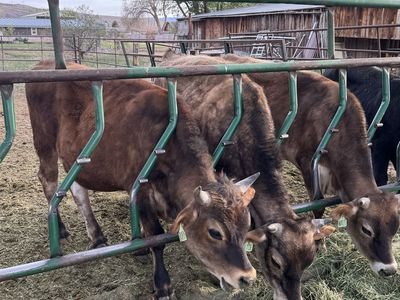 Jersey steers