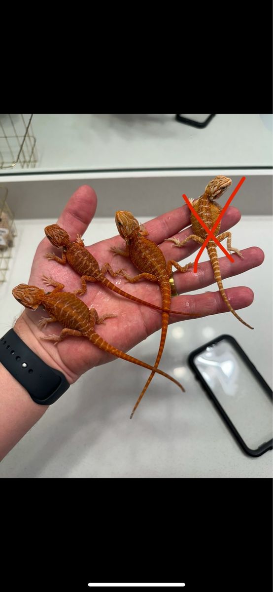 Bearded dragon babies!!