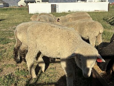 4 wethers