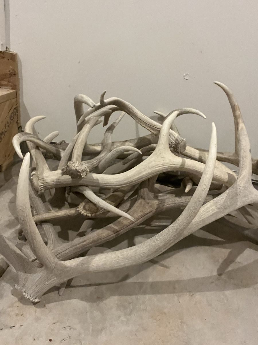 Elk sheds.