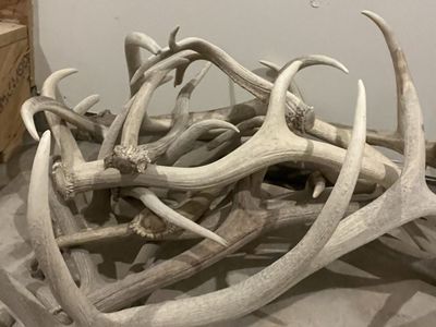 Elk sheds.