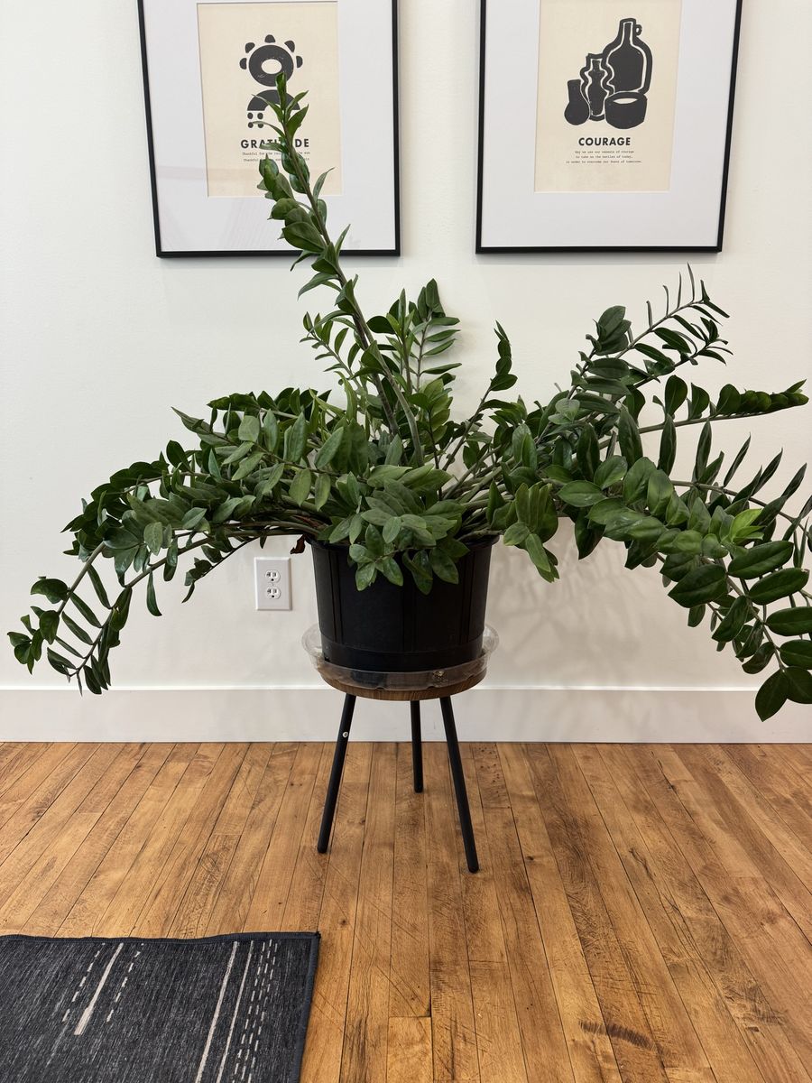 Large Healthy ZZ Plant in Black Pot with Stand