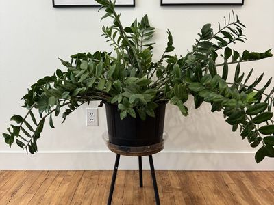 Large Healthy ZZ Plant in Black Pot with Stand