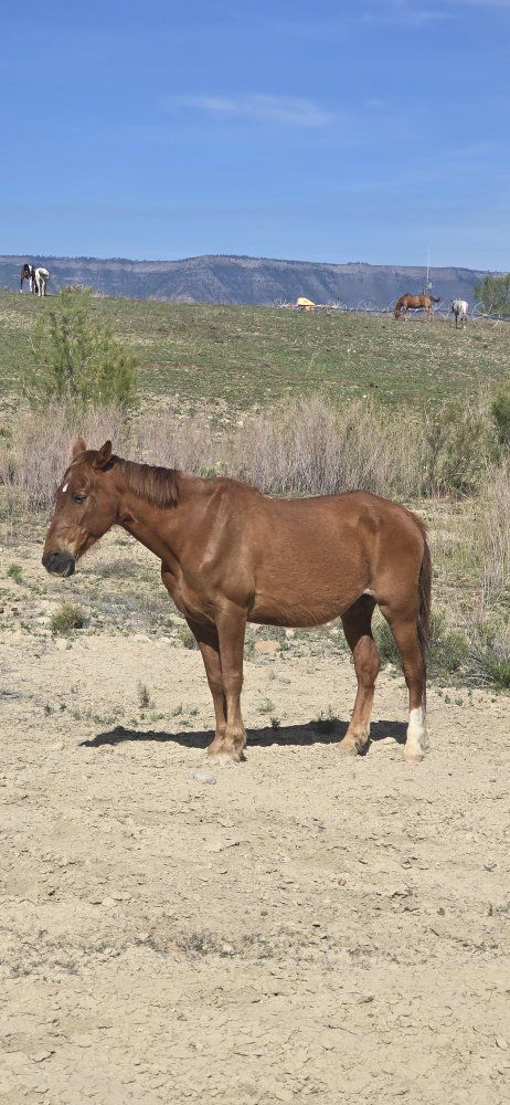 fox trotter gelding