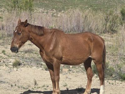 fox trotter gelding