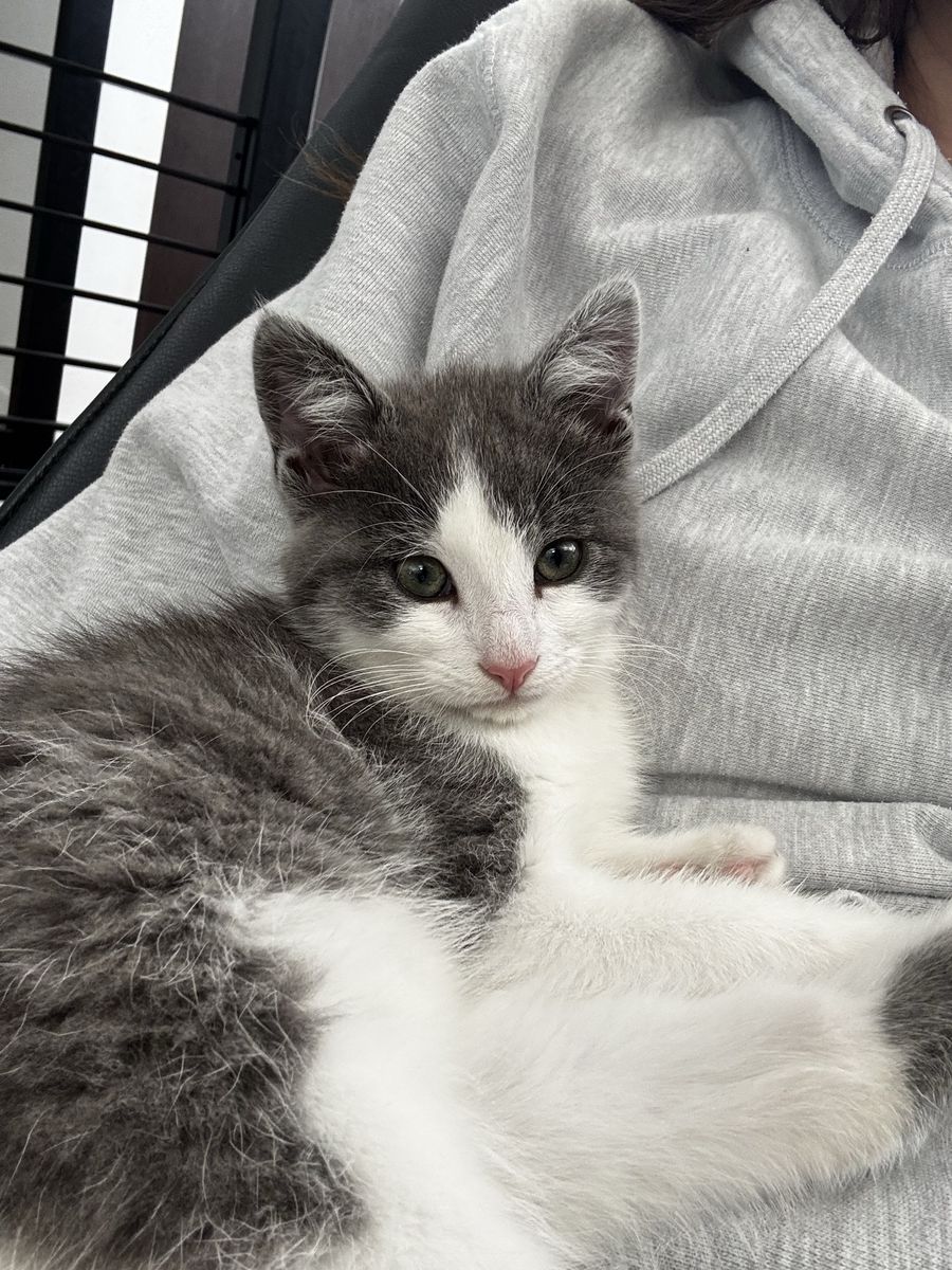 12 Week Old Male Polydactyl Kitten