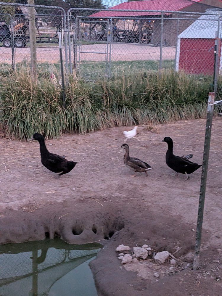 Black Cayuga duck