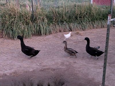 Black Cayuga duck