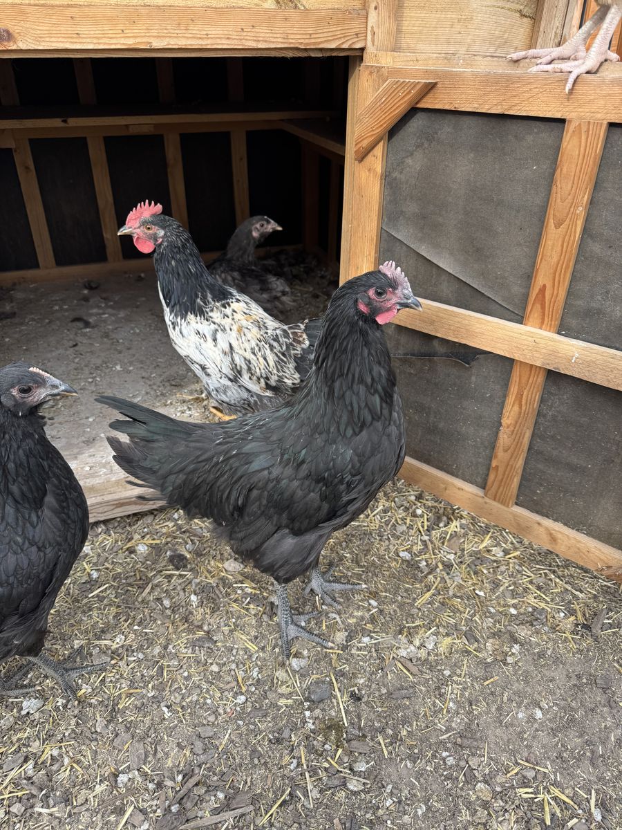 Young Rooster