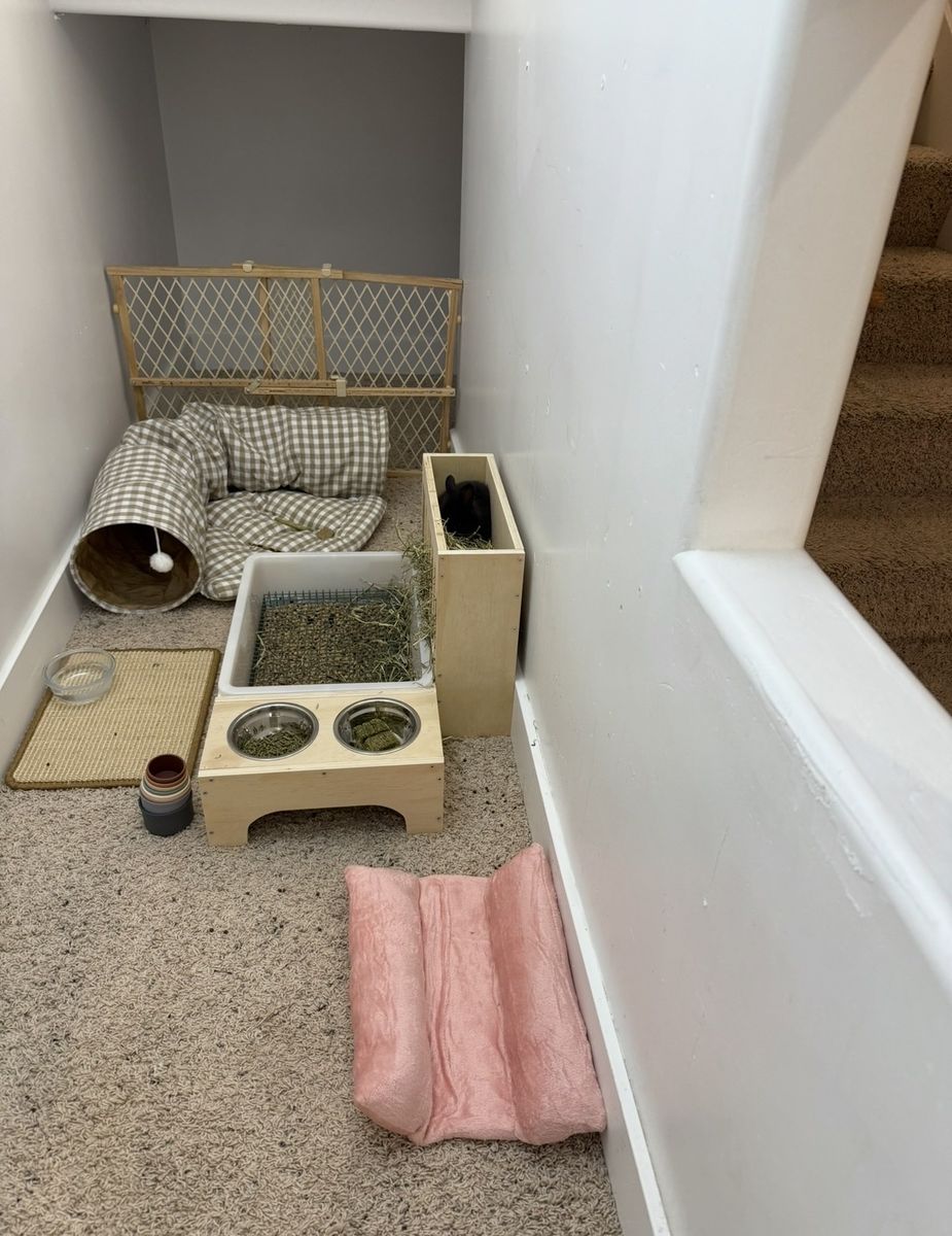 Rescued bunny and supplies
