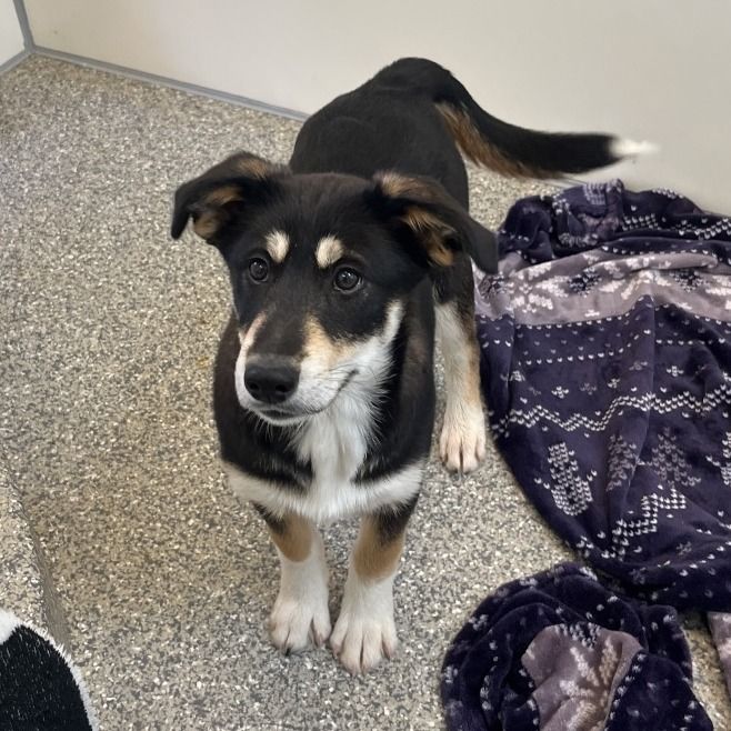 Hello my name is Marquis