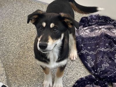 Hello my name is Marquis