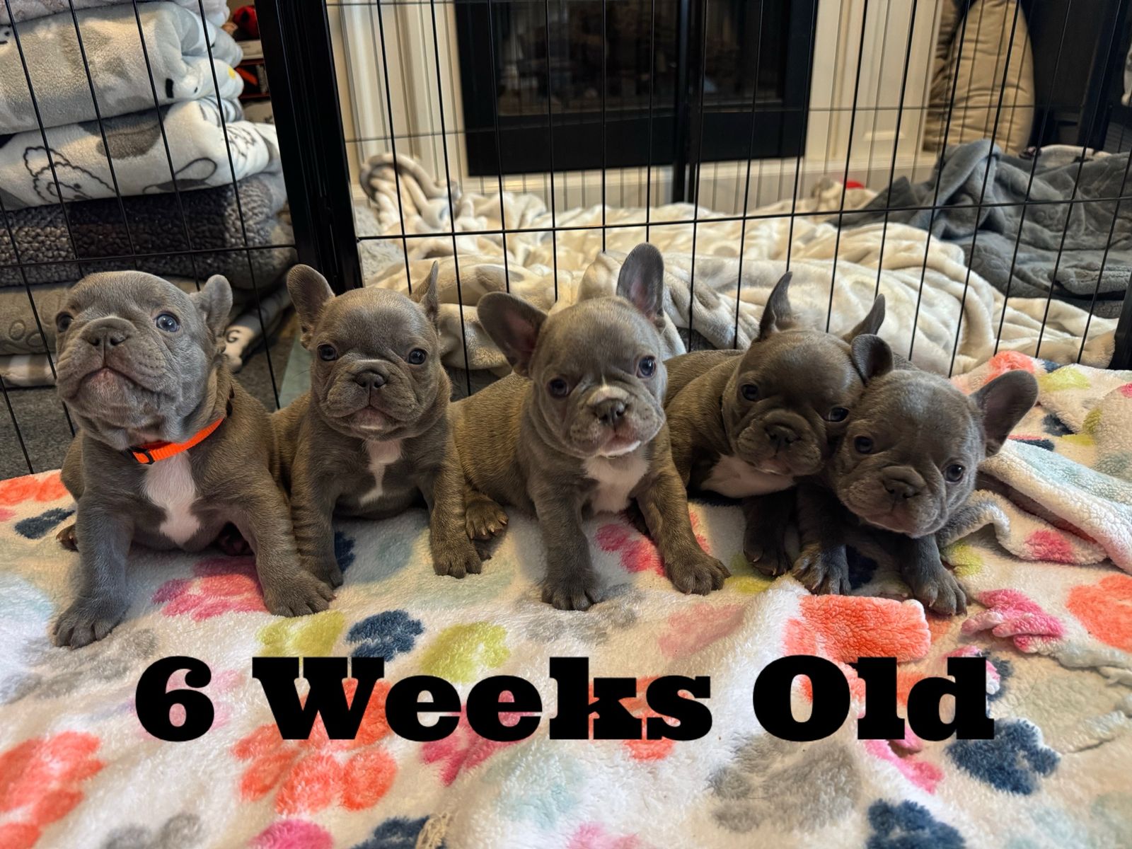 AKC French Bulldog Puppies Blue Frenchie