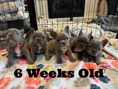 AKC French Bulldog Puppies Blue Frenchie