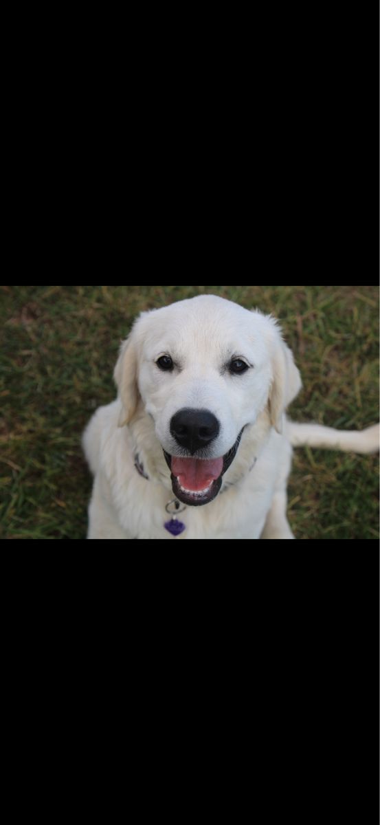 English golden retriever