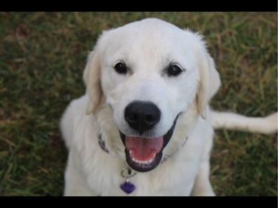 English golden retriever