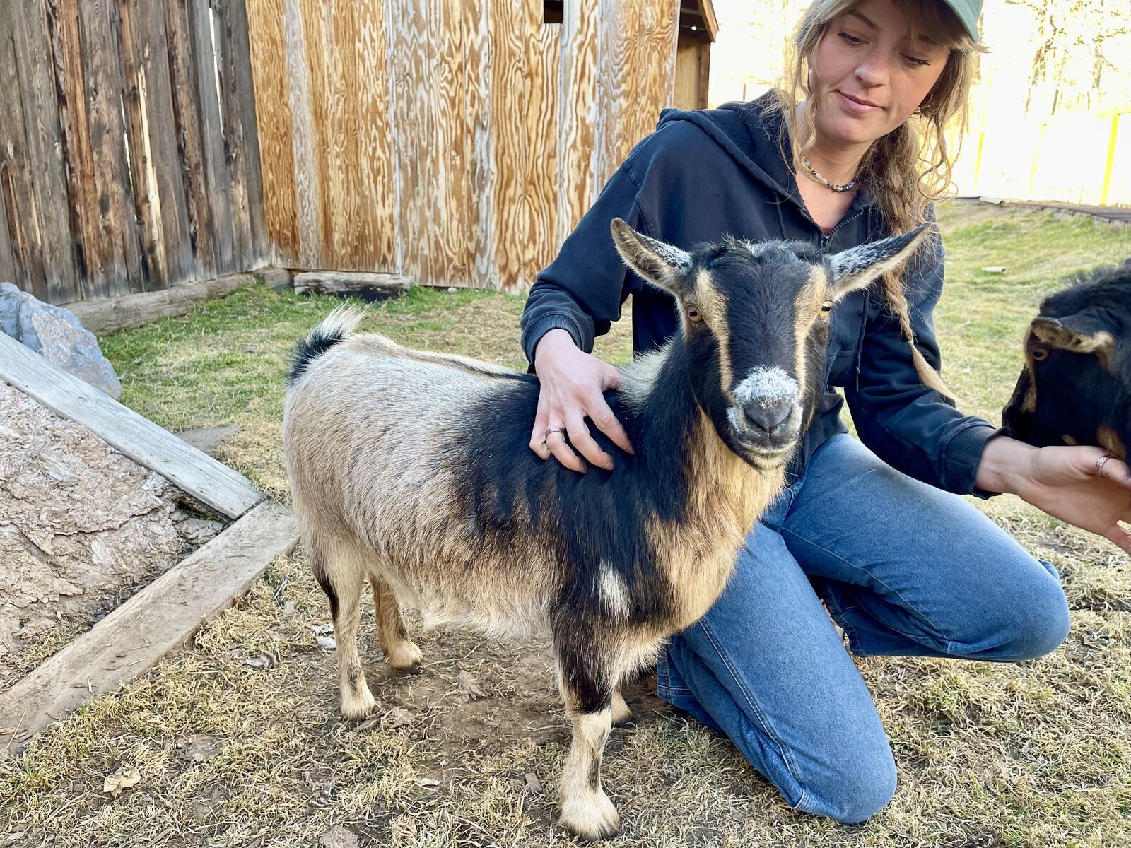 ADGA Registered Friendly Nigerian Dwarf Girl